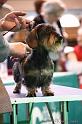 Crufts2011_2 1060